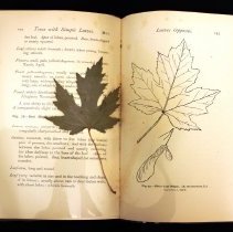 Botanical speciman 2