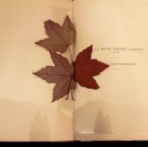 Botanical specimen 3