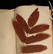 Botanical specimen 4