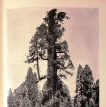 Giant sequoia