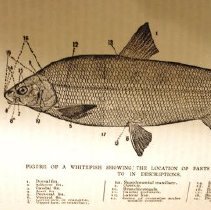 Sample text illustration