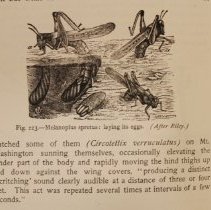 Sample textaul drawing