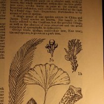 Sample balck-and-white illustration