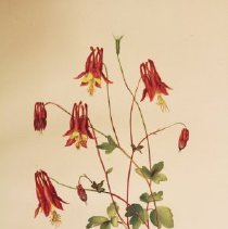 Wild columbine Sprague illustration