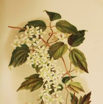 Wild clematis Sprague illustration