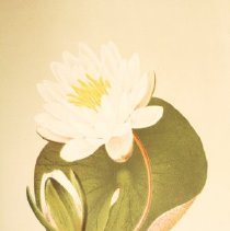 Lily pad Sprague illustration