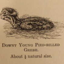 Sample drawing of grebe chick