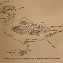Sample drawing of duck