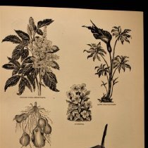 Handbook of Plants, illustration