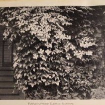 Wilson clematis photo