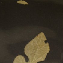 Leaf found in Obj.# 1976.1.2174a
