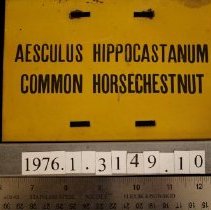 Horsechestnut label