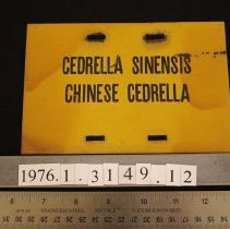 Chinese Cedrella label