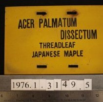 Treadleaf Maple label