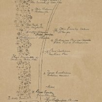 Shrub walk plan,  2nd quarter