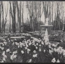 1976.1.a019.01.10 Bosquet Spring Daffodils Apollo Photocopy