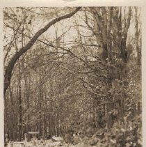1976.1.a019.01.06 Bosquet Winter View Looking North