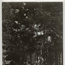 1976.1.a021.01.13 Byzantine Wellhead East 1930