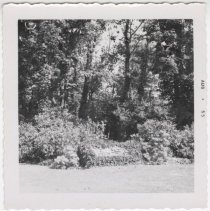 1976.1.a021.01.34.01 North Garden Bosquet 1955