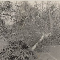 1976.1.a025.01.09a Hurr38 Uproot Birch