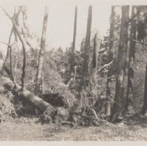 1976.1.a025.01.10 Hurr38 Damage Evergreen