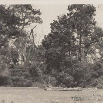 1976.1.a025.01.12a Hurr38 Deciduous Door (2)