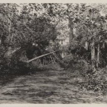 1976.1.a025.01.13a Hurr38 Deciduous Damage House