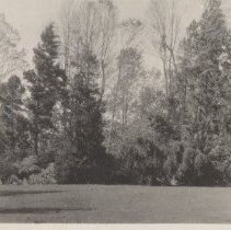 1976.1.a025.01.14a Hurr38 Damage Shrub Walk (2)