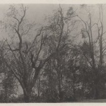 1976.1.a025.01.15a Hurr38 Deciduous Damage Tree