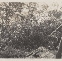 1976.1.a025.01.16a Hurr38 Damage Norway Maple