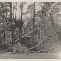 1976.1.a025.01.18 Hurr38 Damage Norway Maple 2