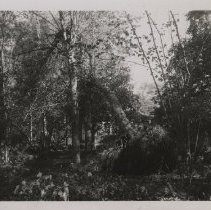 1976.1.a025.01.02 Hurr1938 Tree Fallen Summer House