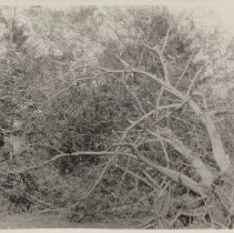 1976.1.a025.01.19a Hurr38 Butternut Hemlock