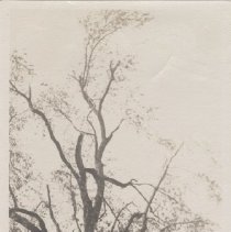 1976.1.a025.01.20 Hurr38 Old Silver Maple  East Lawn