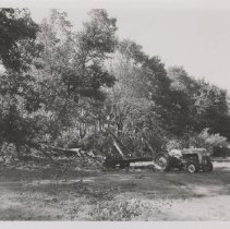 1976.1.a025.01.27 Hurr38 Storm Deciduous