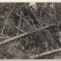 1976.1.a025.01.04a Hurr1938 Fallen Hemlock Servants' Entrance