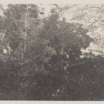 1976.1.a025.01.05a Hurr38 Spruce Hemlock