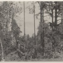 1976.1.a025.01.06a Hurr38 Deciduous Evergreen