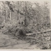 1976.1.a025.01.07a Hurr38 Lovers Lane