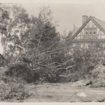 1976.1.a025.01.08a Hurr38 Norway Maple