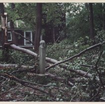 1991.1.a025.nc03.01 Hurr1991 Damaged Norway Maple Bosque
