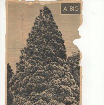 1976.1.a009.03.06b clipping Providence Journal Giant Sequoia image1948