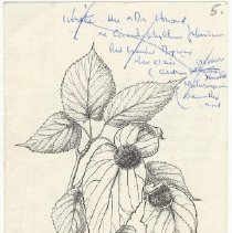 1976.1.a009.04.01 Handkerchief Tree Information Card Front Undated Enh