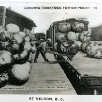 Loading oversize tomatoes