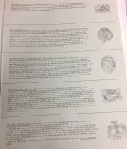 Haida Myths Portfolio