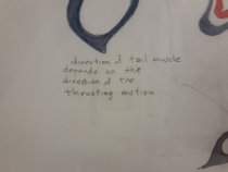 Detail of writting in mid lower area