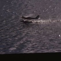 A2020.10.1226, Color slide