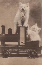 We Delight in Locomotion-2 Kittens on Toy Locomotive