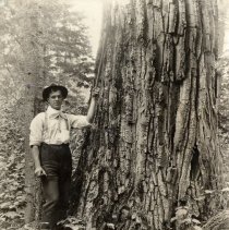 H.C. File with Tree