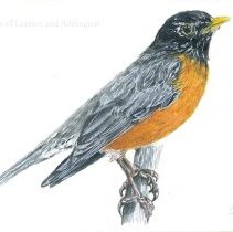 A2024.002.008 American Robin